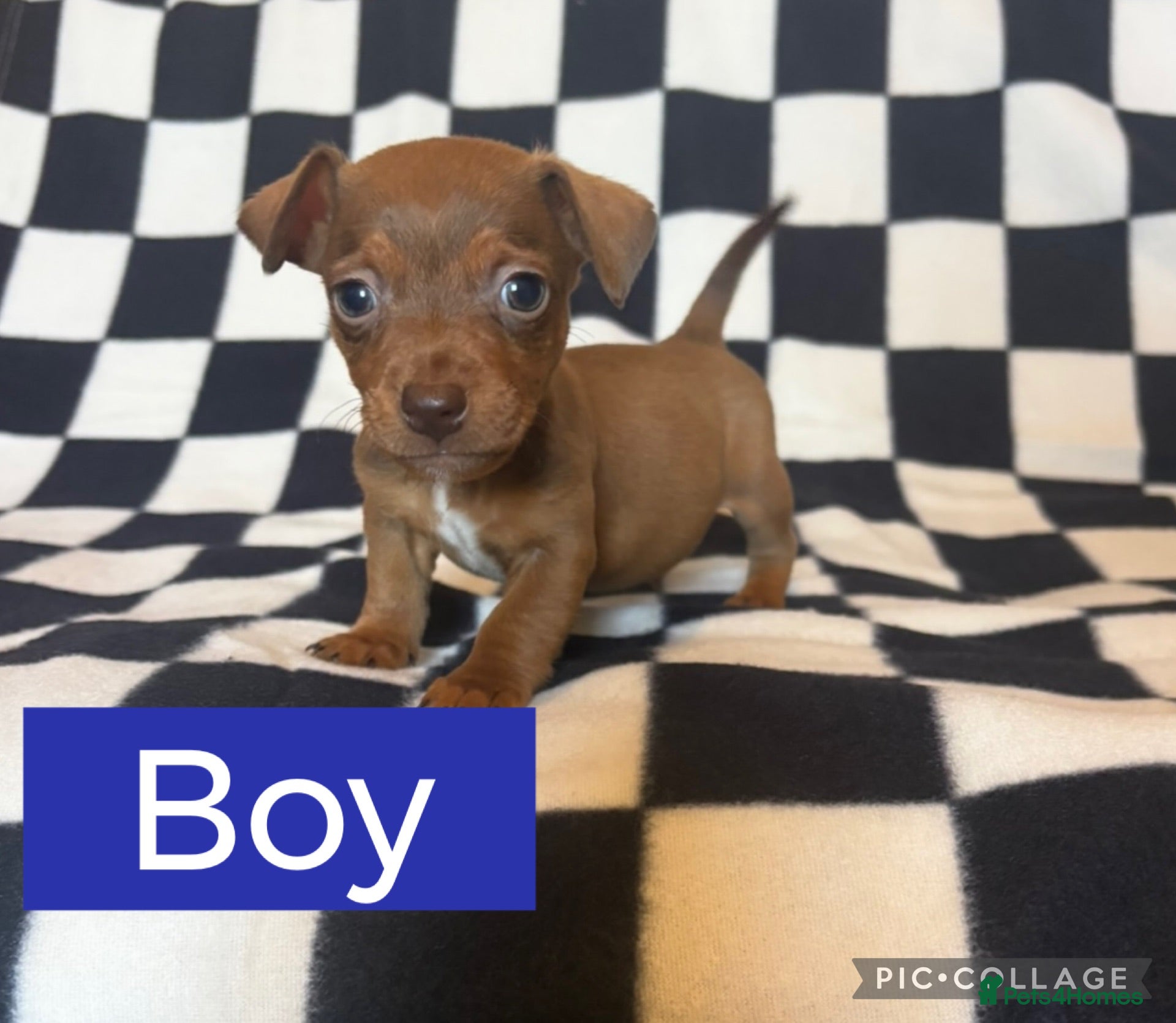 Jack Russell dogs Beautiful miniature Jack Russell puppies  - Advert 1