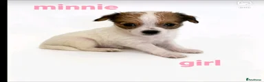 Minnie