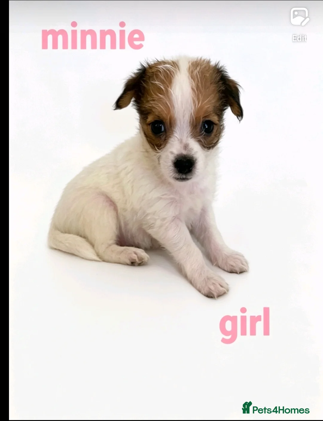 Mixed Breed dogs for sale: 11 Jack Russell x Chihuahua Puppies – 2 Litters - Advert 2