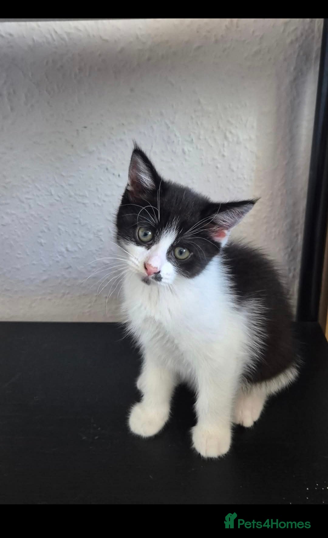 Mixed Breed cats for sale: 2 kittens available  - Image 4