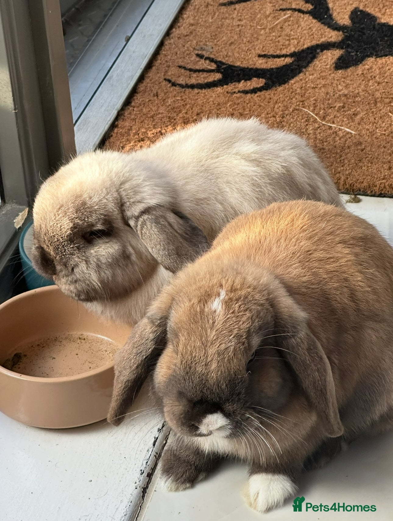 Mini Lop rabbits 2 beautiful bunny for FREE looking for new home  in London - Advert 1