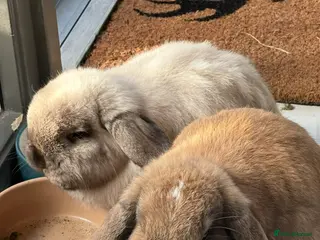 Mini Lop rabbits 2 beautiful bunny for FREE looking for new home in London - Advert 1