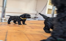 Cockapoo dogs for sale: ✨ F2 Cockapoo Puppies – Ready mid Nov ✨ - Image 16