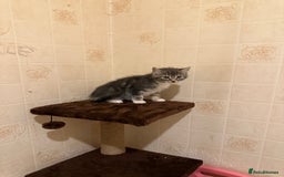 Ragdoll cats for sale: Ragdoll x Kittens - Image 9