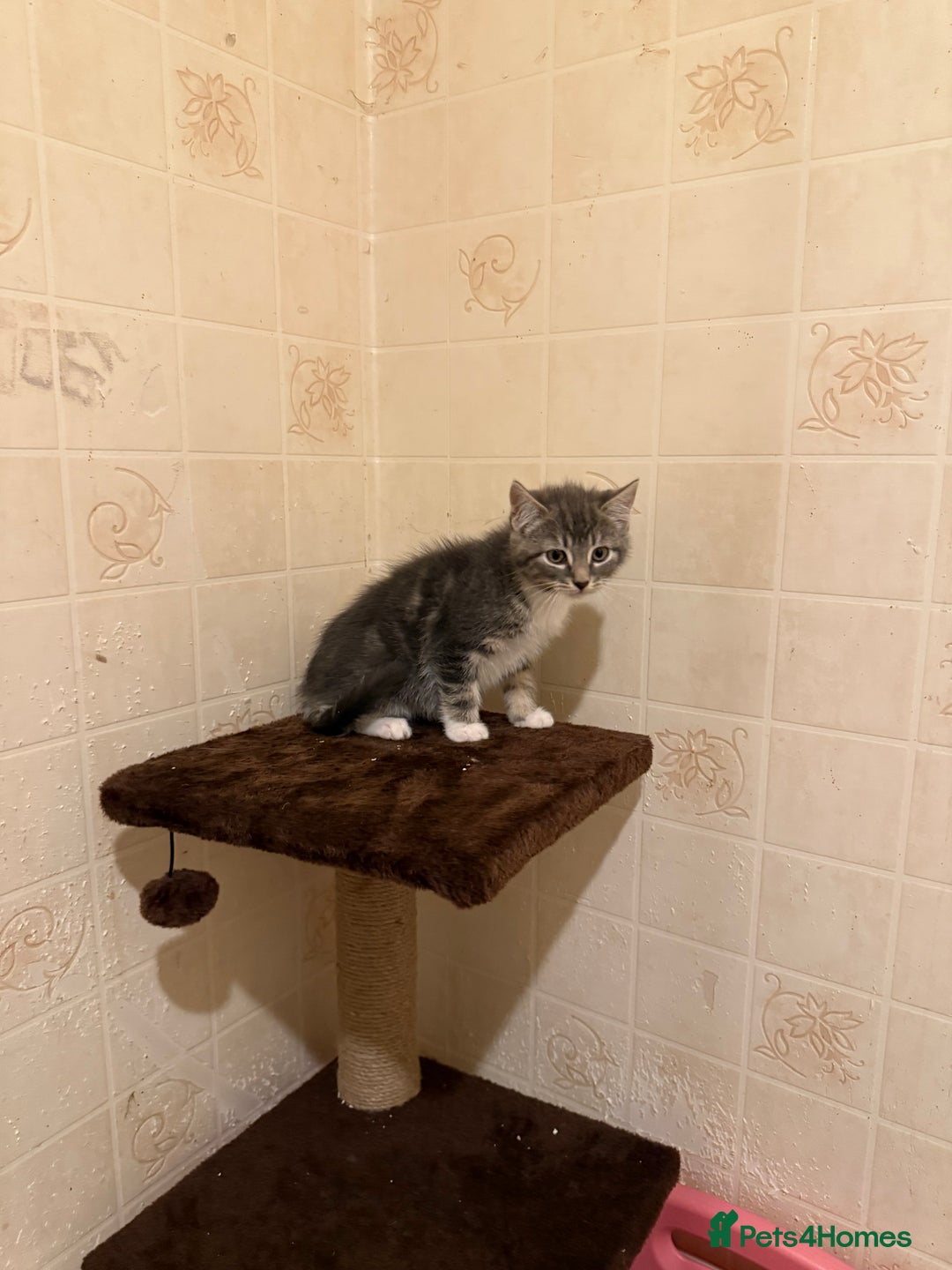 Ragdoll cats for sale: Ragdoll x Kittens - Image 9