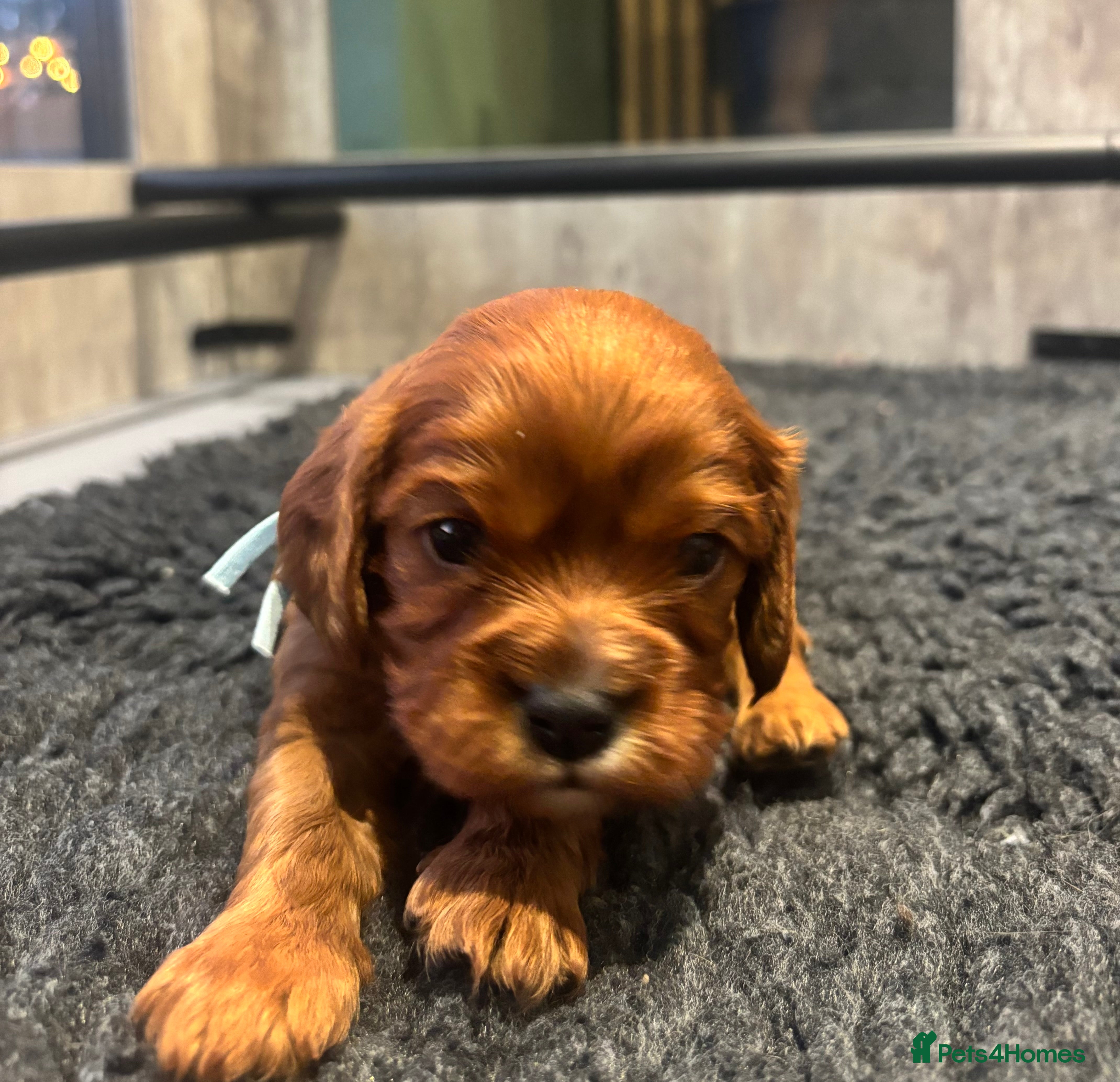 Cavalier King Charles Spaniel dogs Beautiful KC reg CKCS litter 💛 2 puppies left 💛 - Advert 2