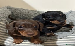Miniature Dachshund dogs for stud: 🦖RAVENOUS REX🦖 in Worcester - Image 11
