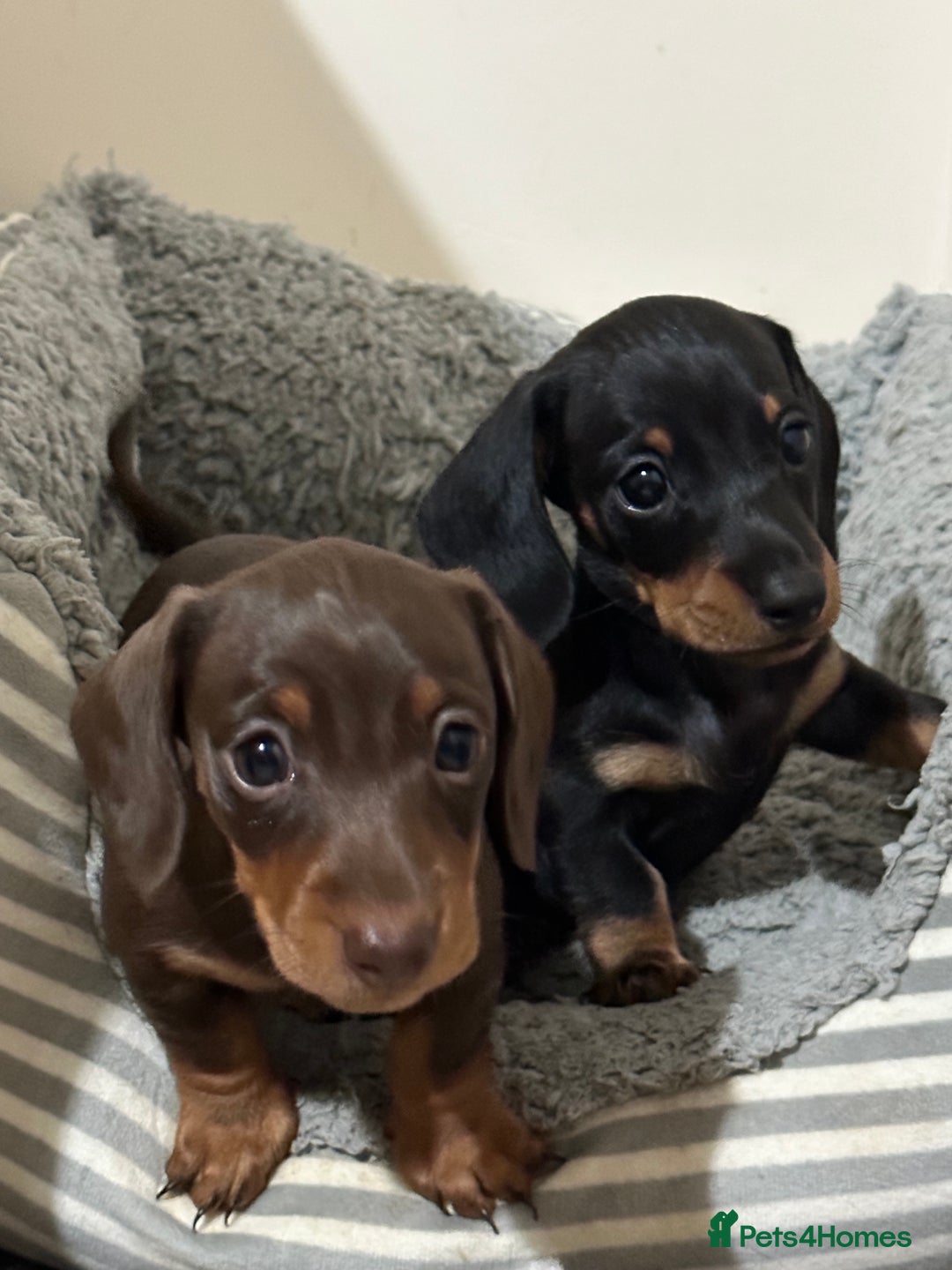 Miniature Dachshund dogs for stud: 🦖RAVENOUS REX🦖 in Worcester - Image 11