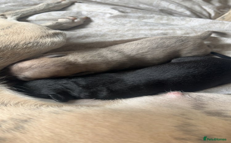 Whippet dogs - Advert 1