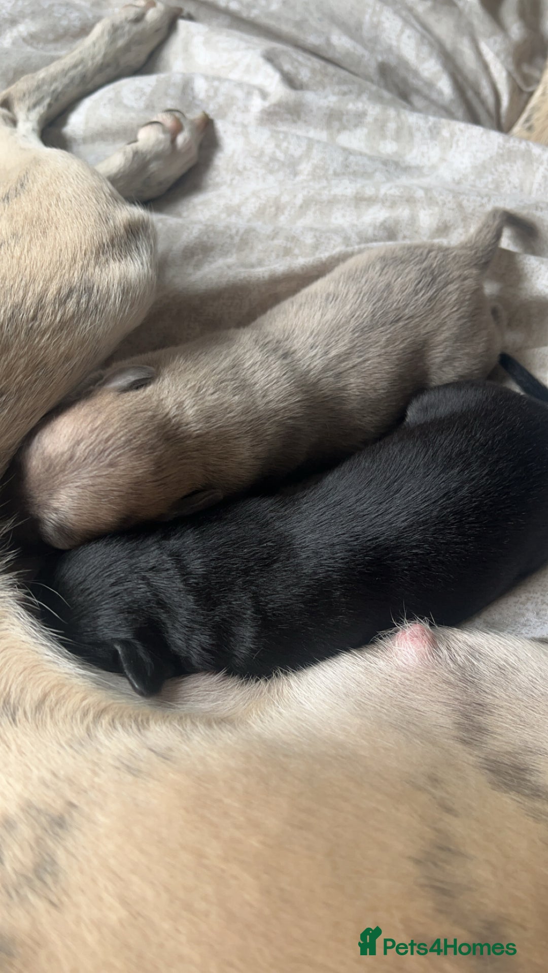 Whippet dogs for sale: 2 Whippet Pups one male one female - Image 1