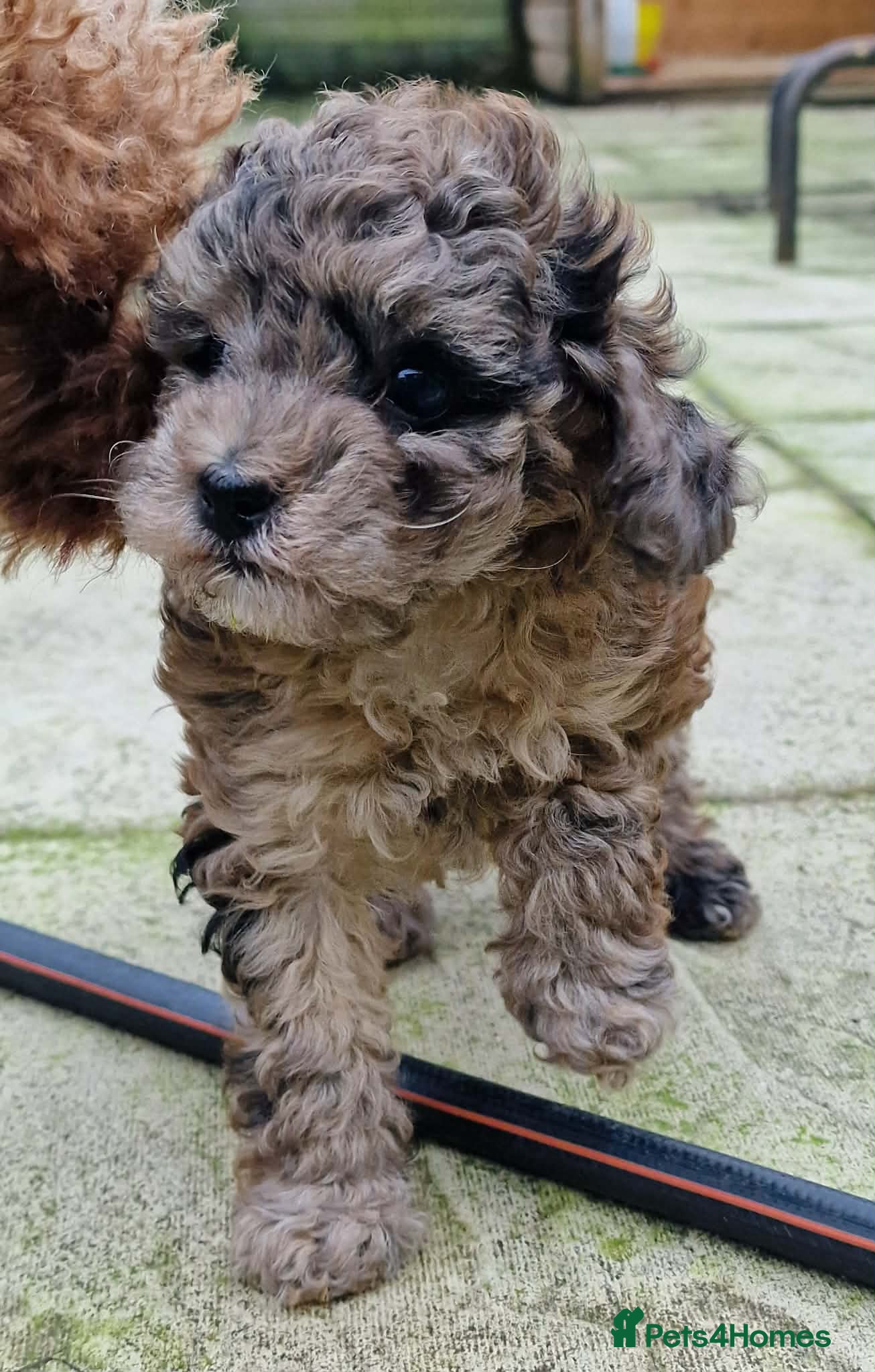 Mixed Breed dogs Health tested 3/4 Merle Toy Poodles  - Advert 3