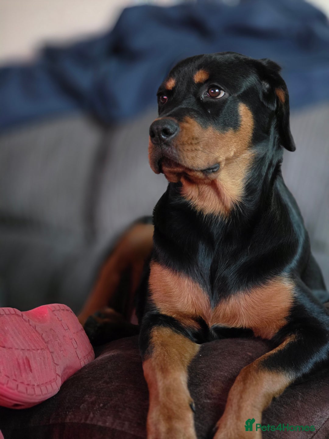 Rottweiler dogs for sale: 6 month old rottie girl - Image 3