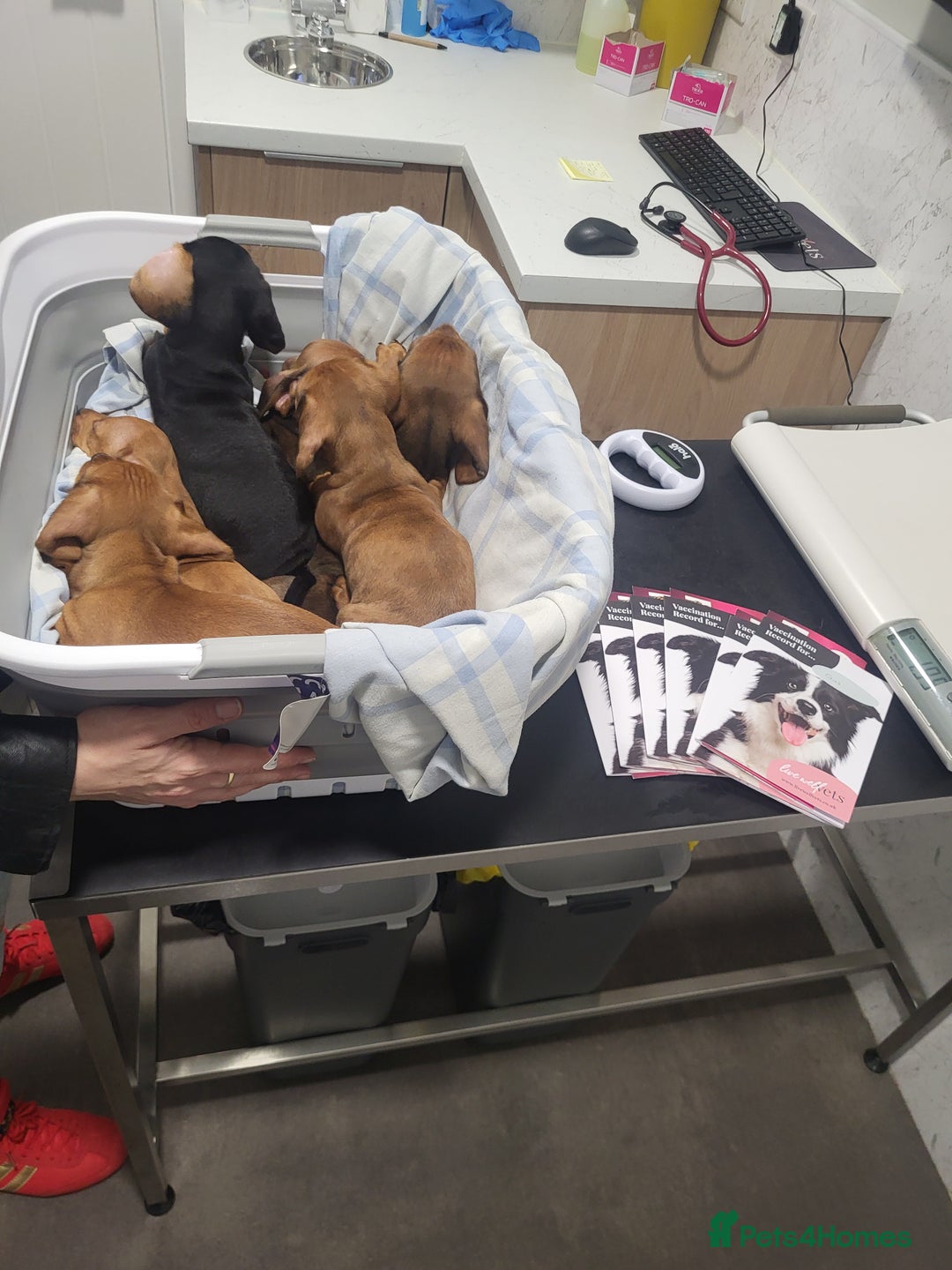 Miniature Dachshund dogs for sale: Ready to leave Miniature dachshunds cearphilly  - Image 8