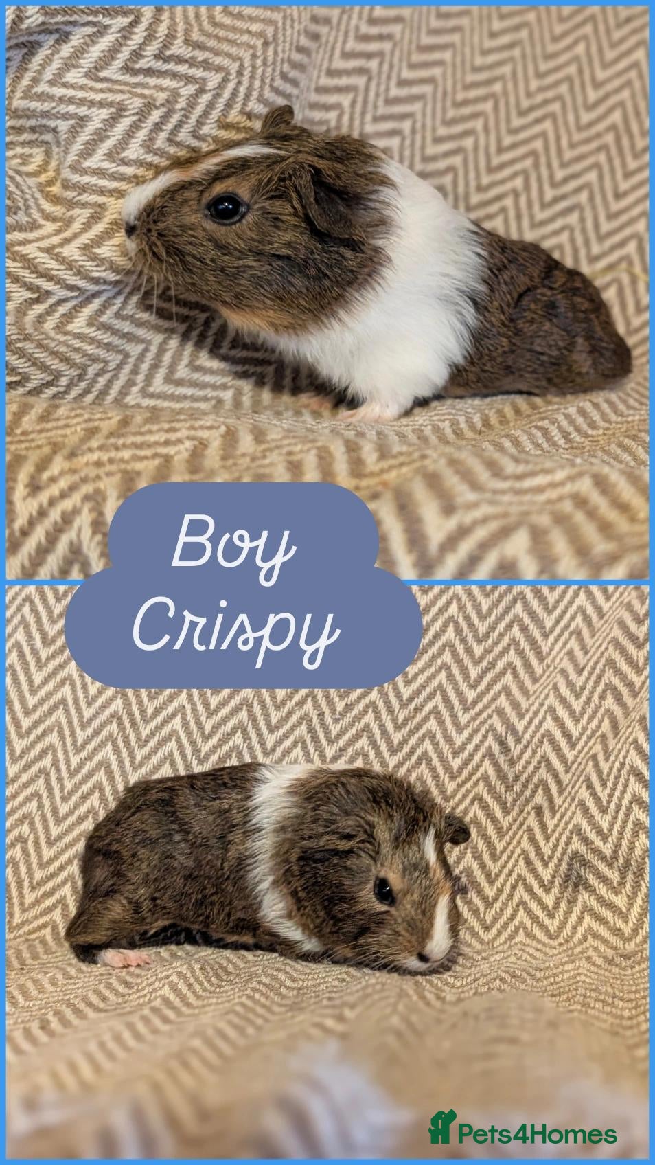 Guinea Pig rodents Guinea pig babies  - Advert 2