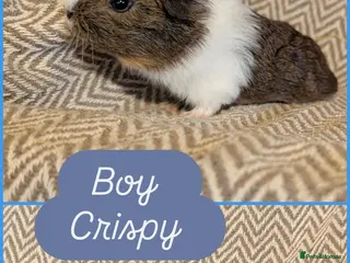 Guinea Pig rodents Guinea pig babies - Advert 2