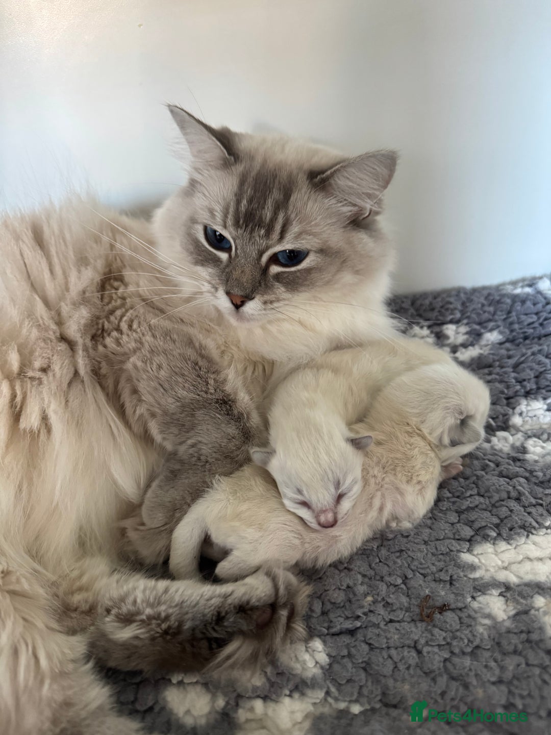 Ragdoll cats for sale: Stunning Blue Lynx & Blue Point Ragdoll Kittens  - Image 10