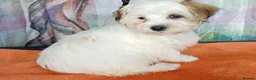 Havanese dogs for sale: ⭐RUDUCED TO £900onvo⭐Full breed havanese puppies.  - Advert 14