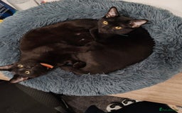 British Shorthair cats for sale: 2 Black Males cats - Image 2