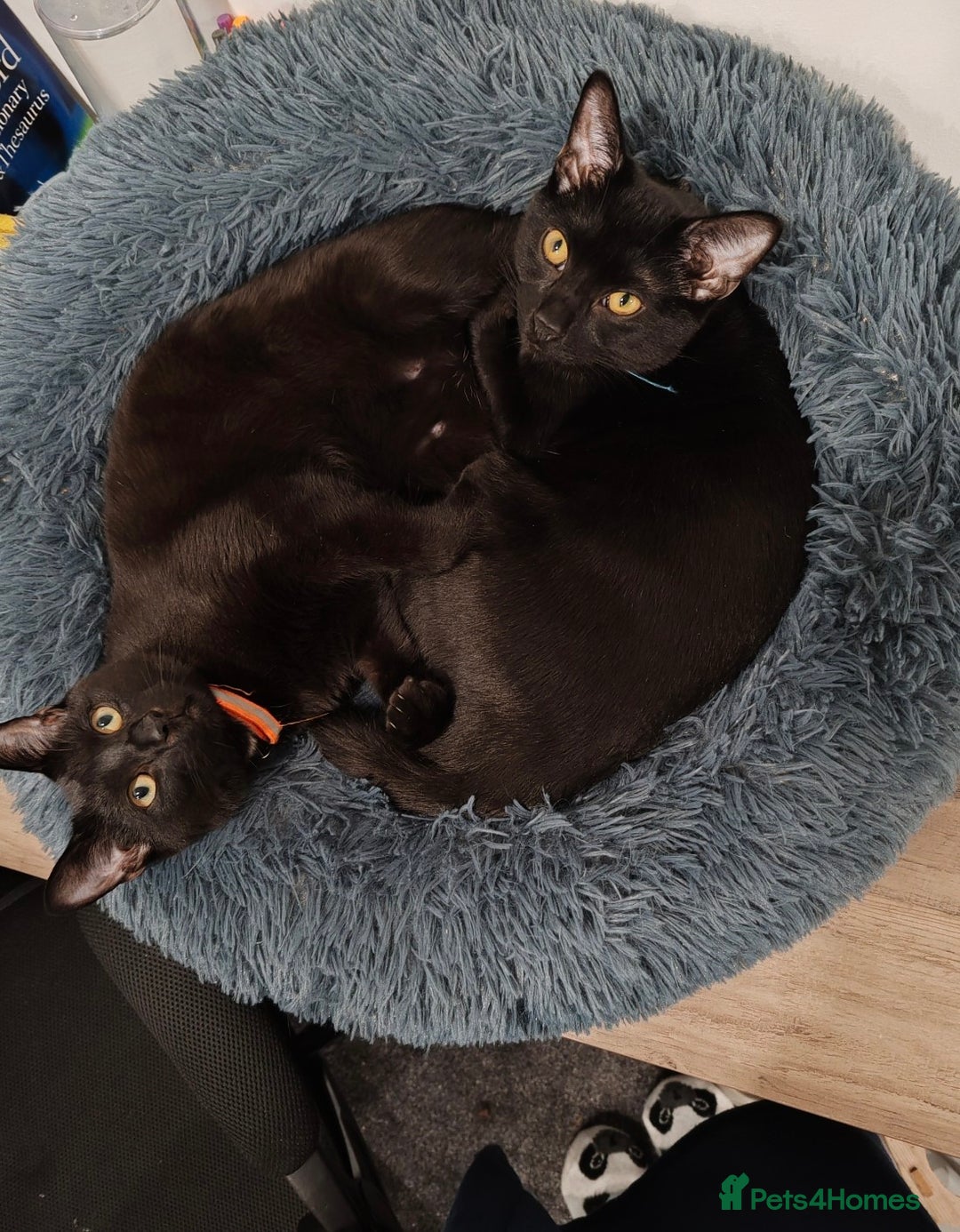 British Shorthair cats for sale: 2 Black Males cats - Image 2