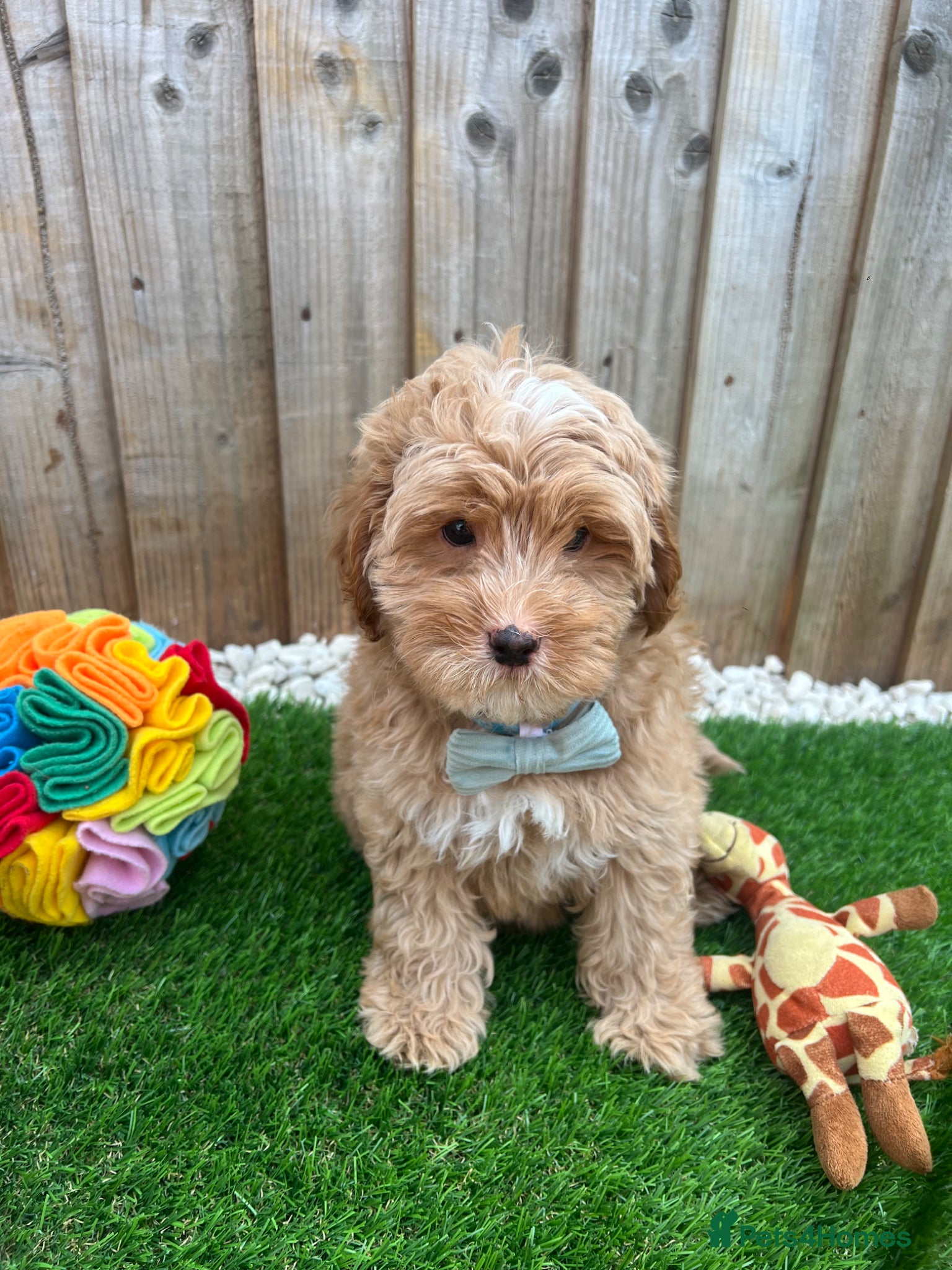 Cavapoo dogs FULLY HEALTH TESTED F2 CAVAPOO PUPPY  🩵 - Advert 16