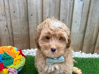 Cavapoo dogs FULLY HEALTH TESTED F2 CAVAPOO PUPPY 🩵 - Advert 16
