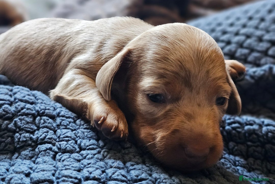Dachshund dogs for sale: Isabella Dapple Dachshund Puppies - Advert 20