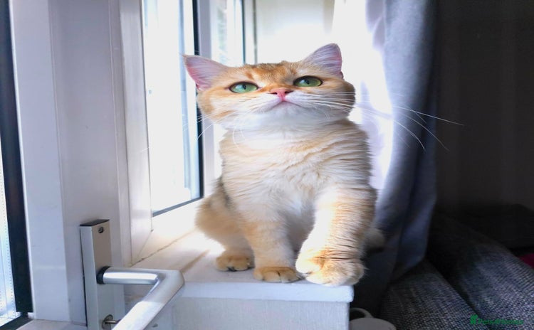 British Shorthair cats - Advert 11