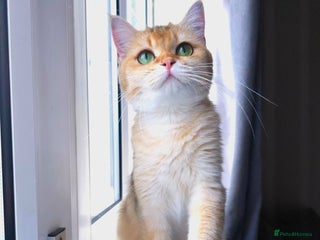 British Shorthair cats - Advert 12