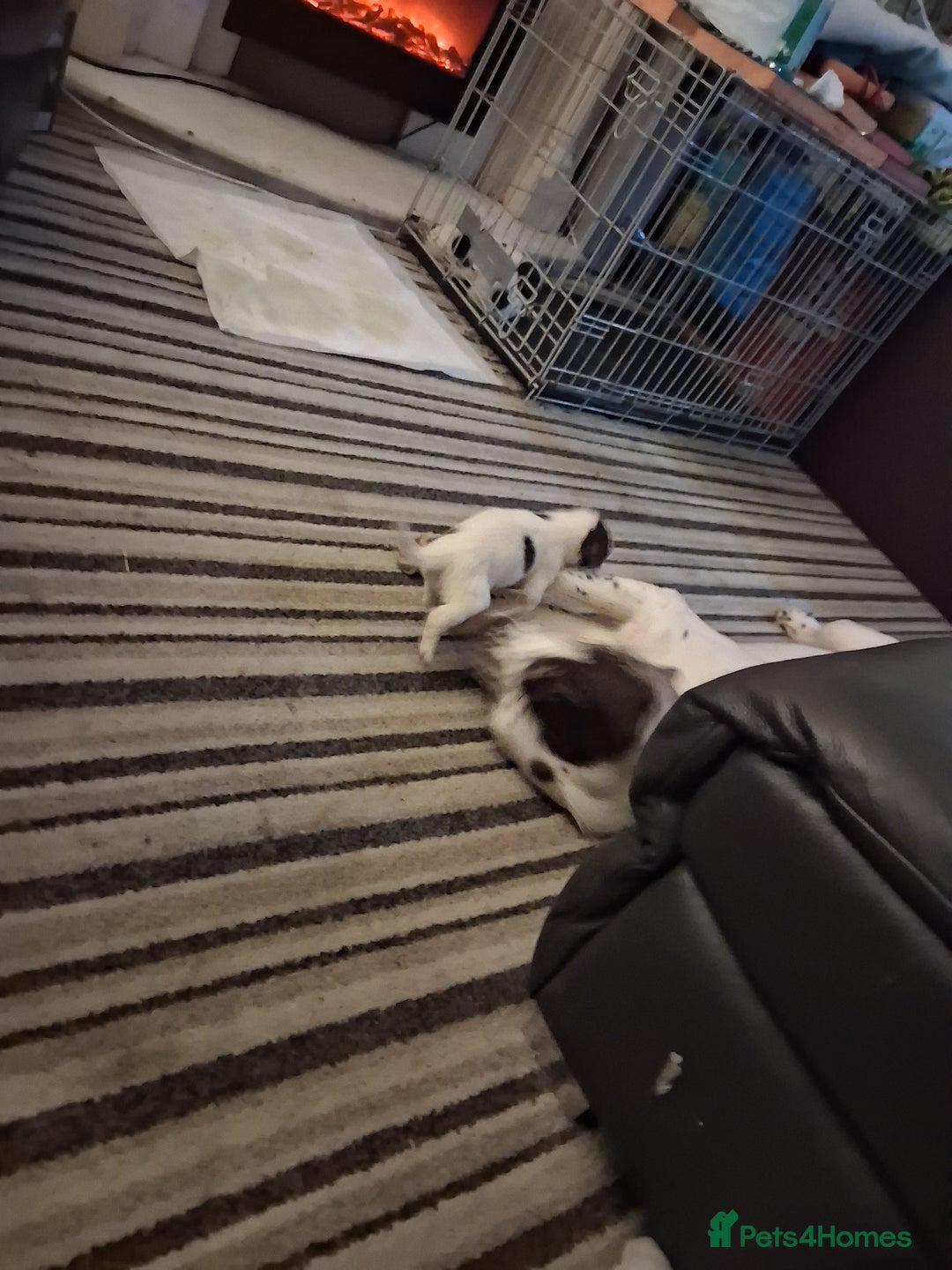 English Springer Spaniel dogs for sale: Beautiful puppies for sale  - Advert 4