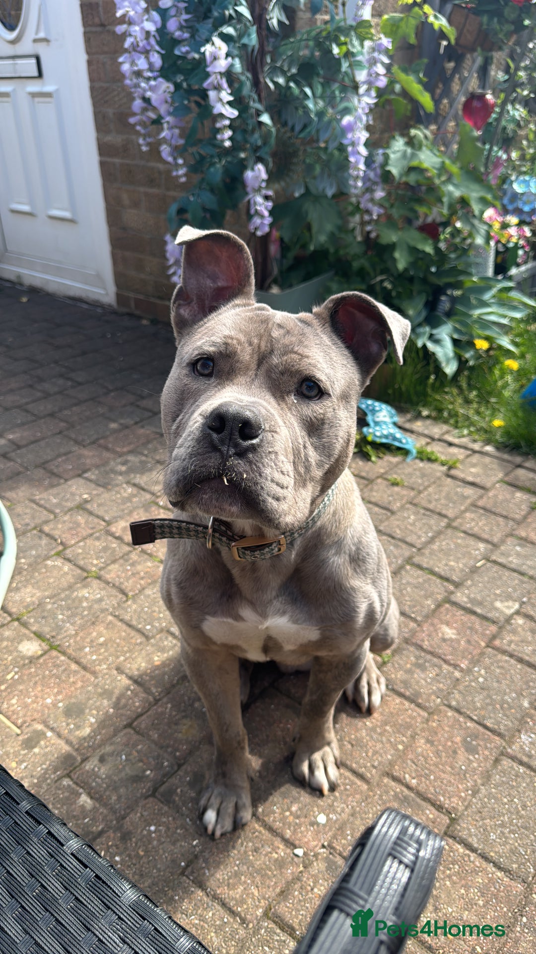 Dorset Olde Tyme Bulldogge dogs for sale: Gorgeous male looking for new home  - Advert 2