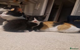 British Shorthair cats for sale: Six Gorgeous Kittens Available From Next Week - Image 26