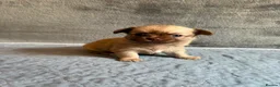 Chihuahua dogs for sale: Stunning Chihuahua Puppies Ready Soon 🐾 - Advert 10