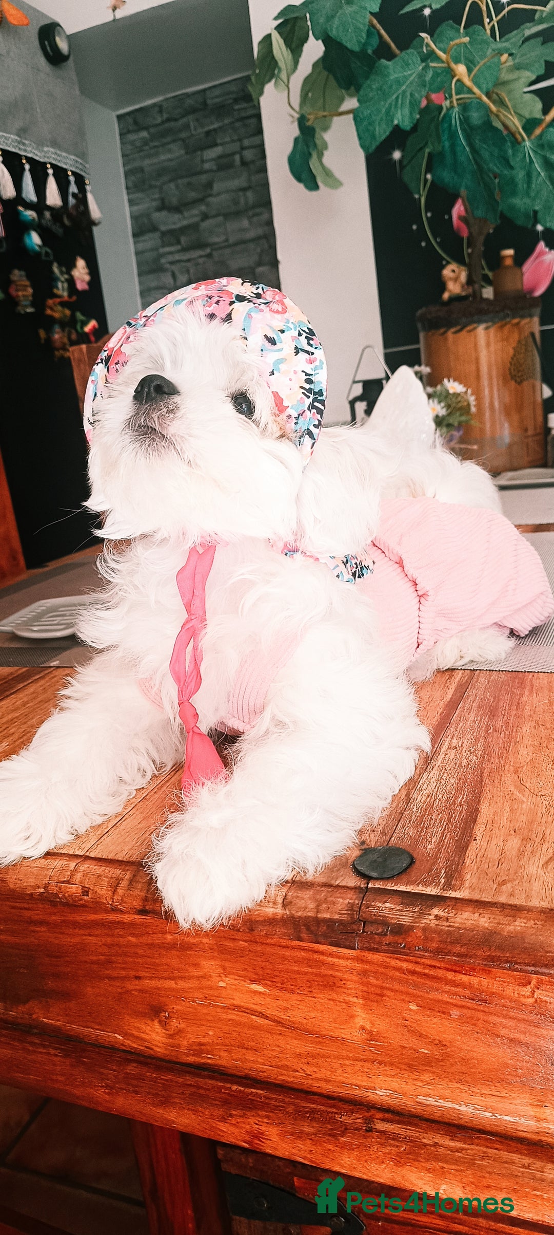 Bichon Frise dogs for sale: Bichon girl - Image 12