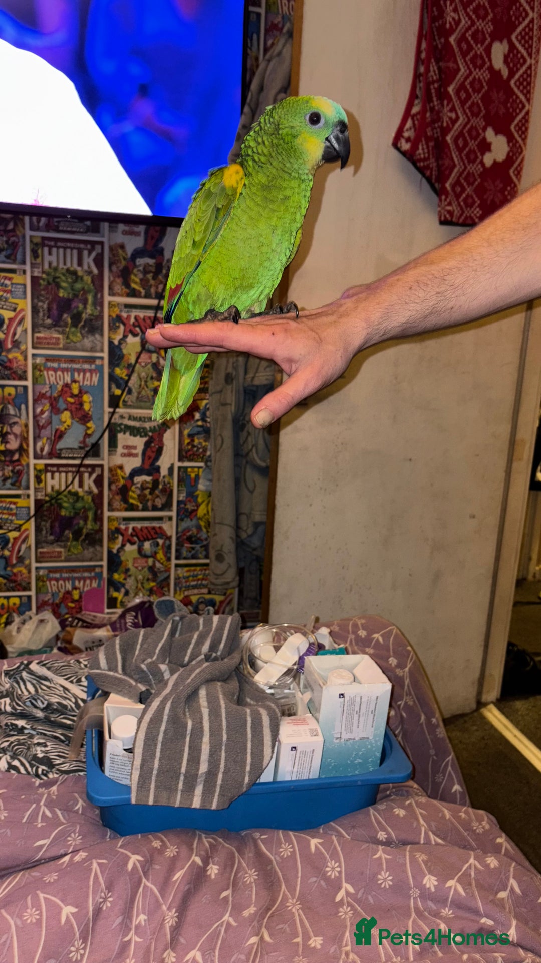 Parrots birds for sale: Beautiful blue front Amazon  - Advert 21