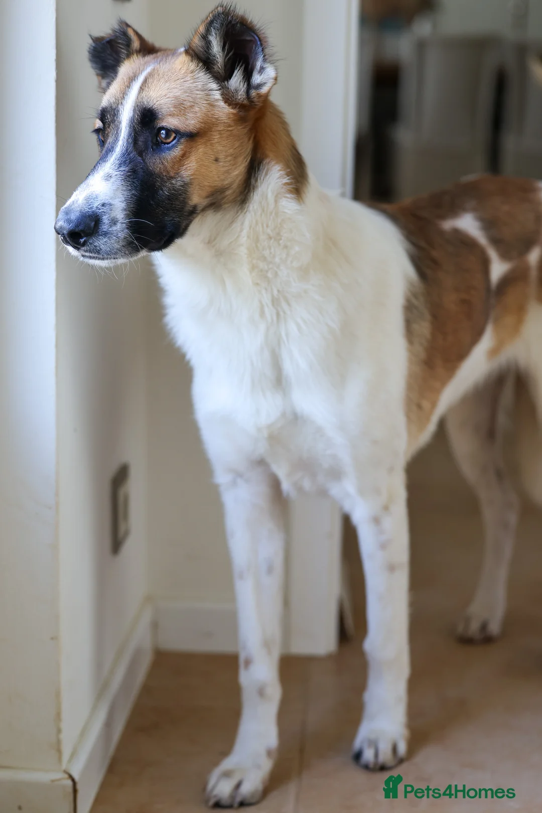 Mixed Breed dogs for adoption: Perfect Pixel - Advert 1