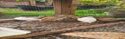 Quail poultry for sale: bob white and jumbo quails available  in Birmingham - Advert 1