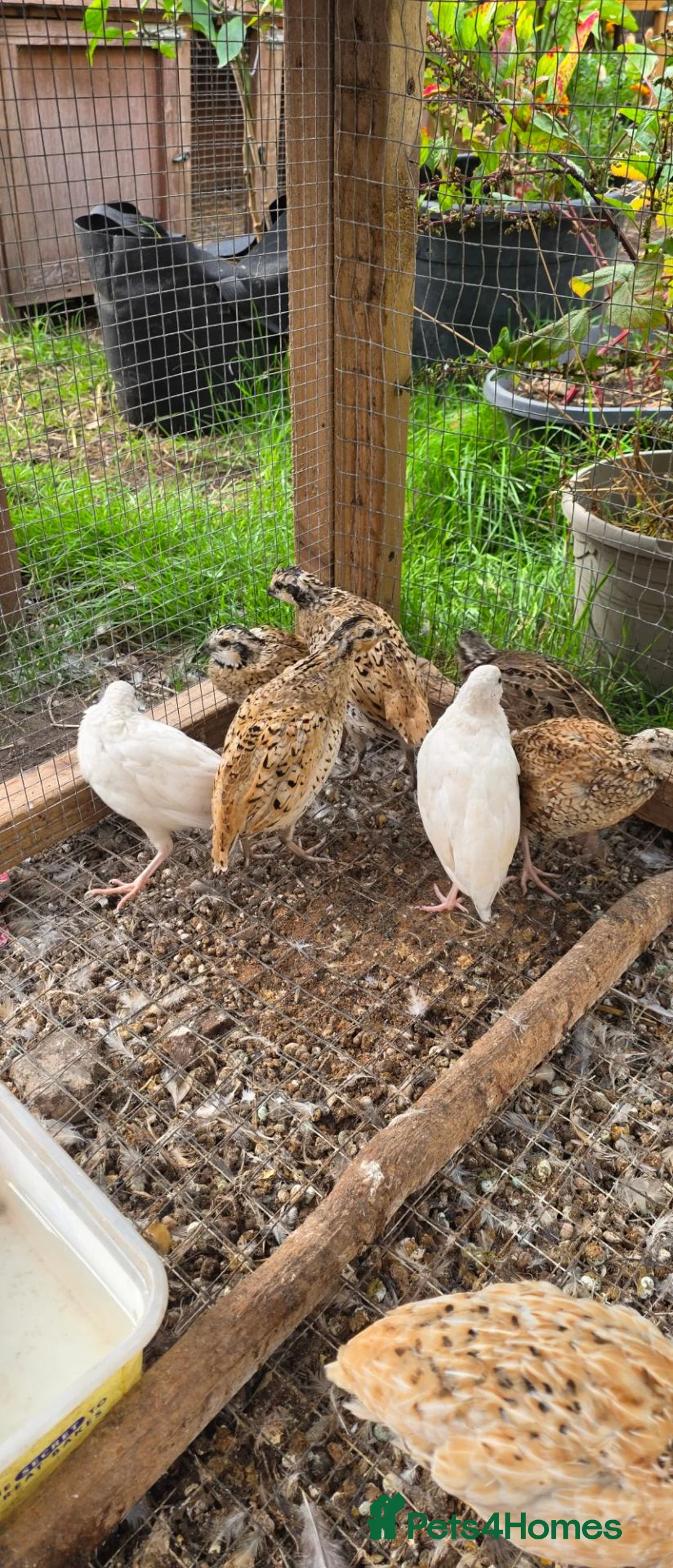 Quail poultry for sale: bob white and jumbo quails available  in Birmingham - Advert 1