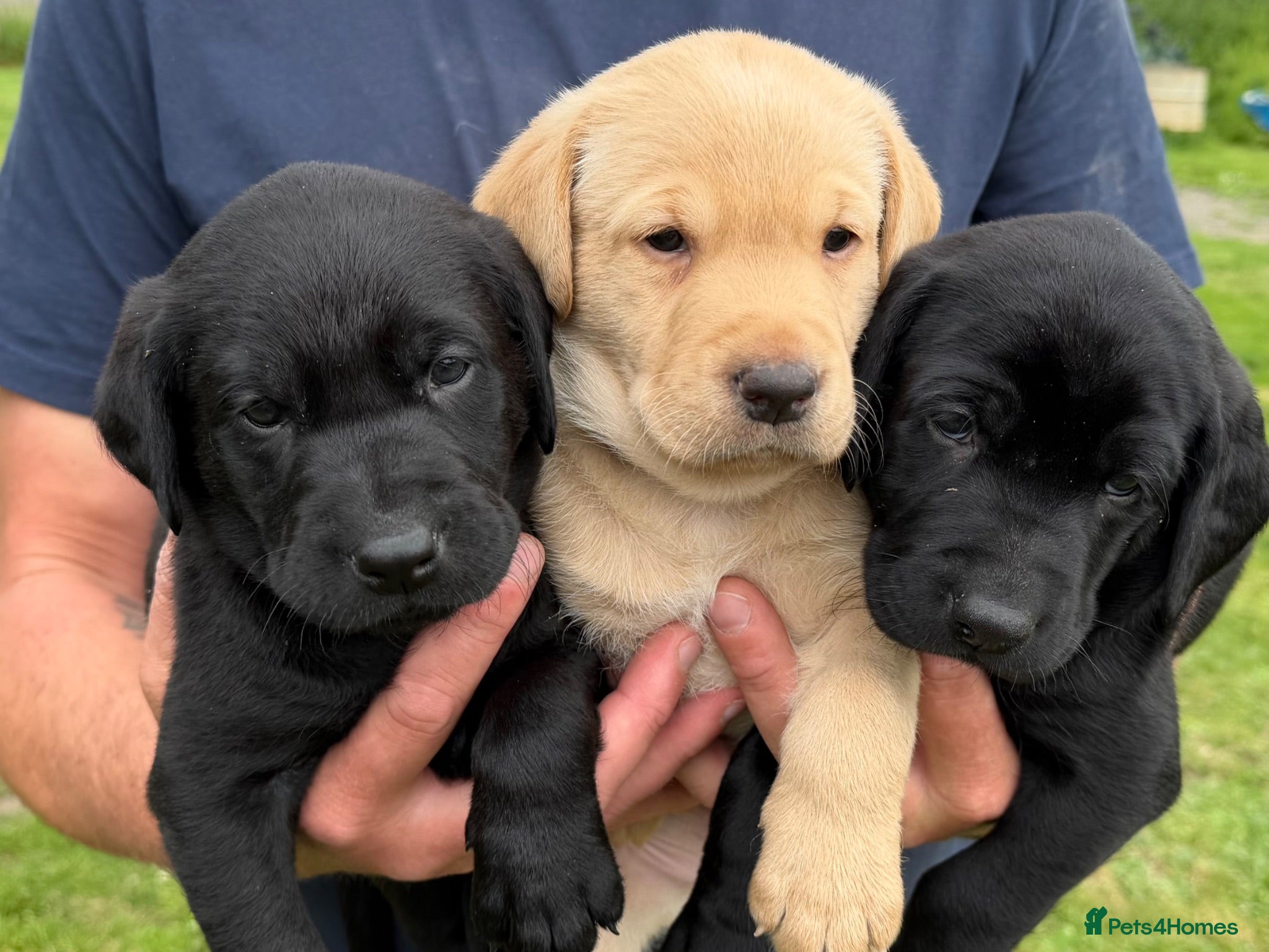 Labrador Retriever dogs Adorable Labrador puppies for sale - Advert 1