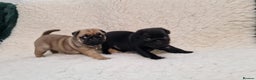 Pug dogs for sale: 2 Adorable pug puppies for sale  - Advert 3