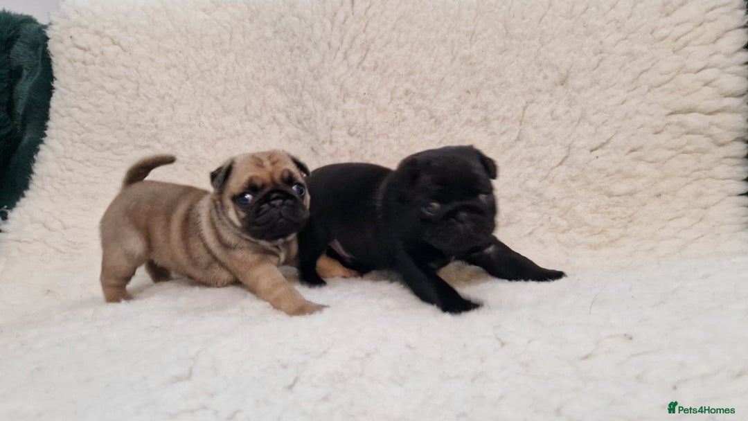 Pug dogs for sale: 2 Adorable pug puppies for sale  - Advert 3