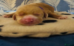 Cocker Spaniel dogs for sale: 🐶 COCKER SPANIEL PUPPIES 🐶  - Advert 8