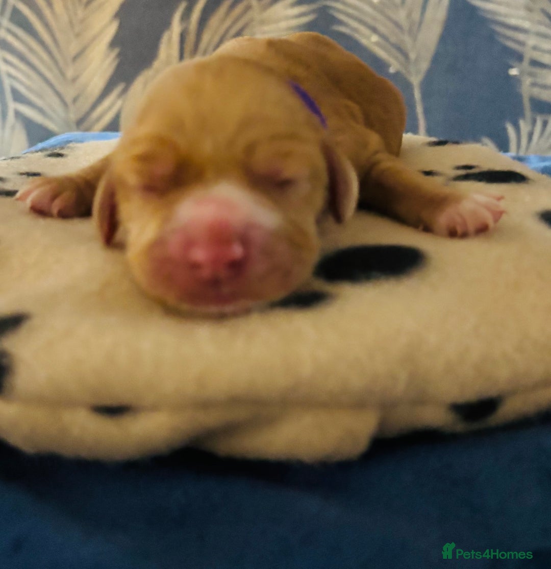 Cocker Spaniel dogs for sale: 🐶 COCKER SPANIEL PUPPIES 🐶  - Advert 8