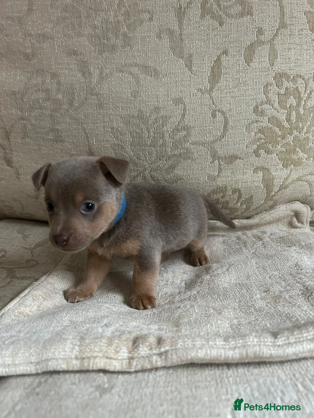 Jack Russell dogs for sale: Jack Russell  - Advert 2