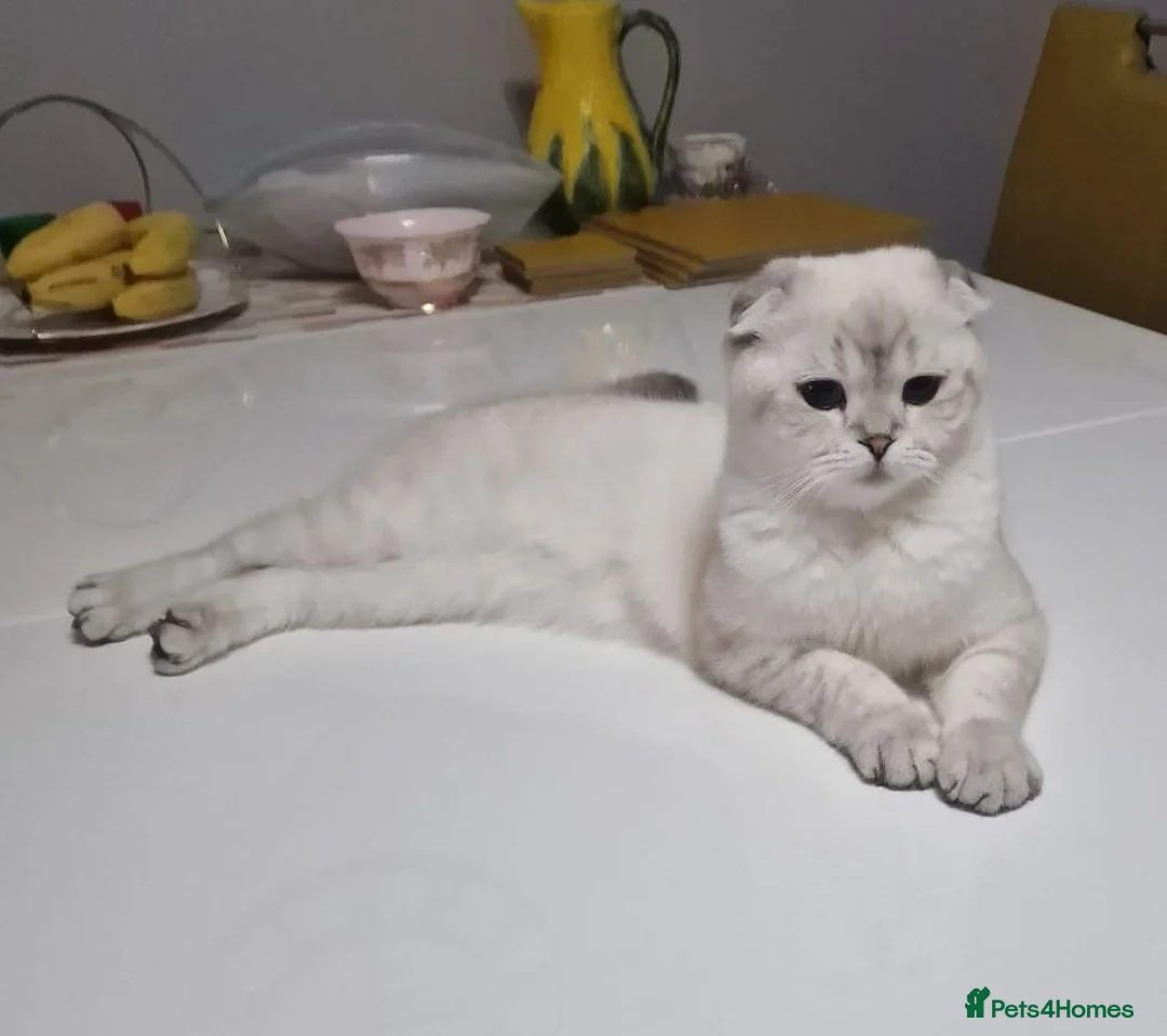 Scottish Fold cats for sale: Adorable Scottish Fold & Straight Kittens - Advert 1