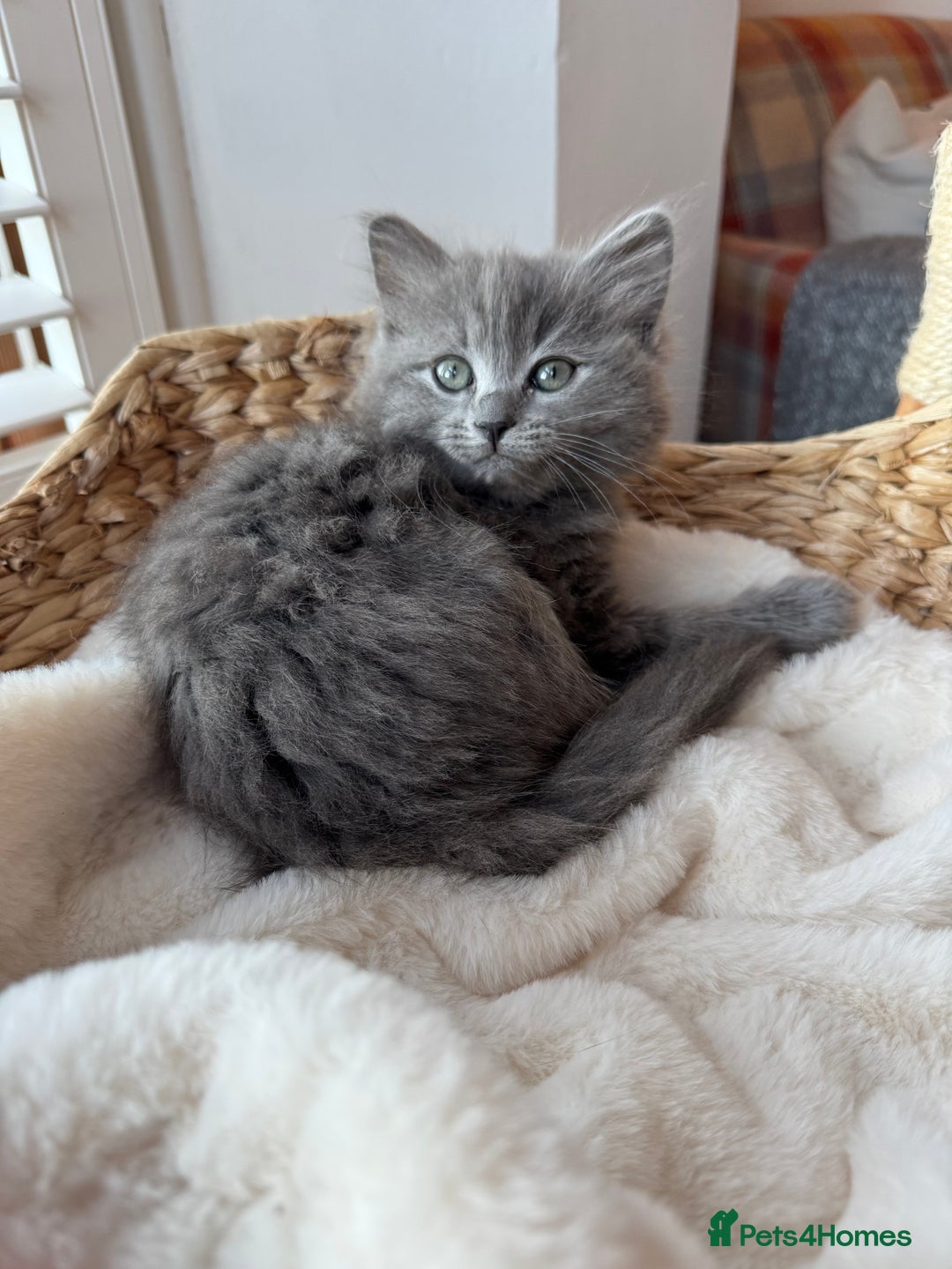 RagaMuffin cats for sale: Beautiful Ragamuffin Kittens - BSH/Ragdoll Cross - Advert 14