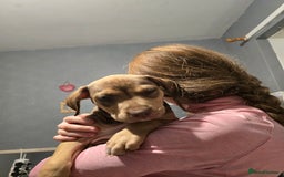 Mixed Breed dogs for sale: Bull mix - Advert 3