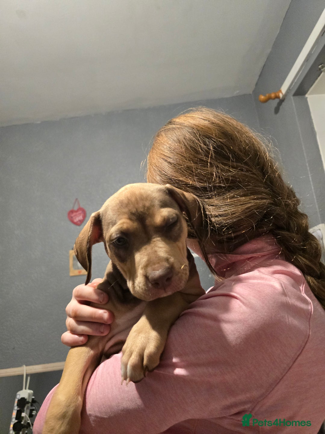 Mixed Breed dogs for sale: Bull mix - Advert 3