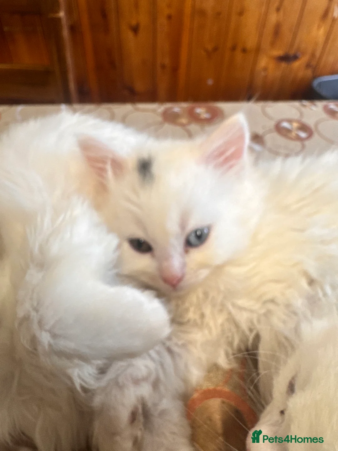 Scottish Fold cats for sale: Mum Scottish fold dad is Turkish angora  - Advert 6