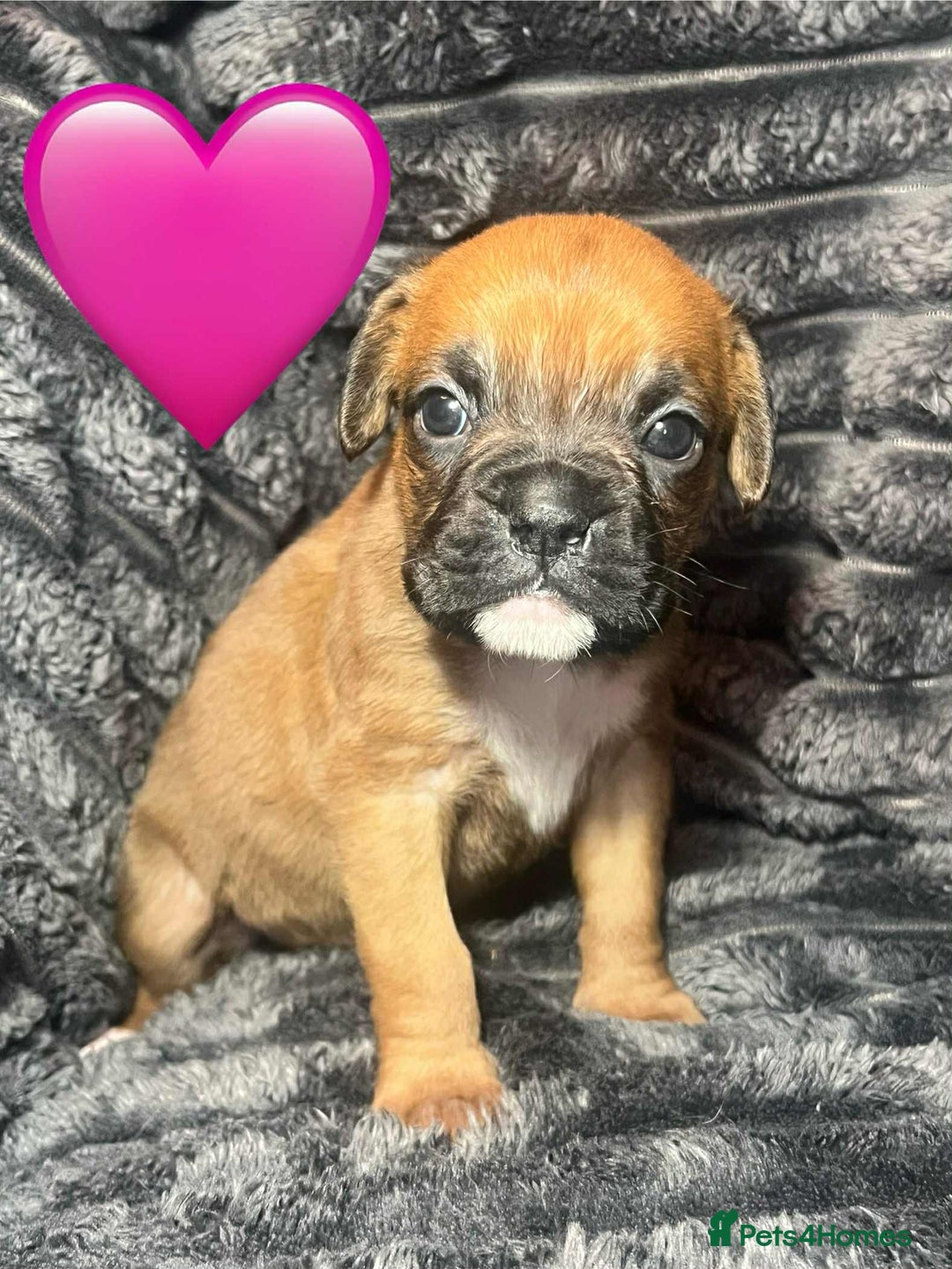 Boxer dogs for sale: Gorgeous litter of red and white boxers.  - Image 27