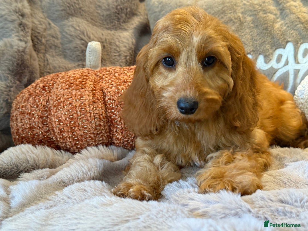 Cockapoo dogs for sale: F1 Show Cockapoo girls fully vaccinated   - Image 5